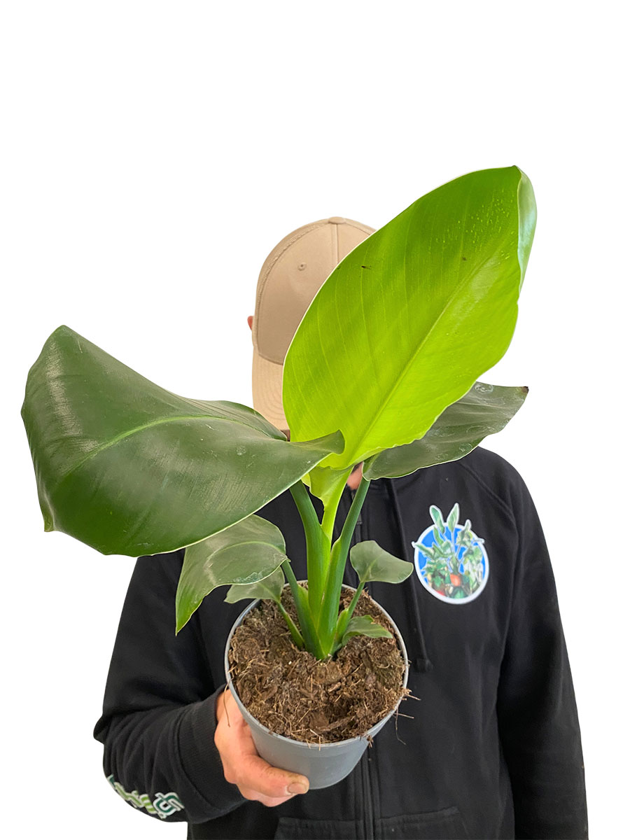 Baby Strelitzia Nicolai