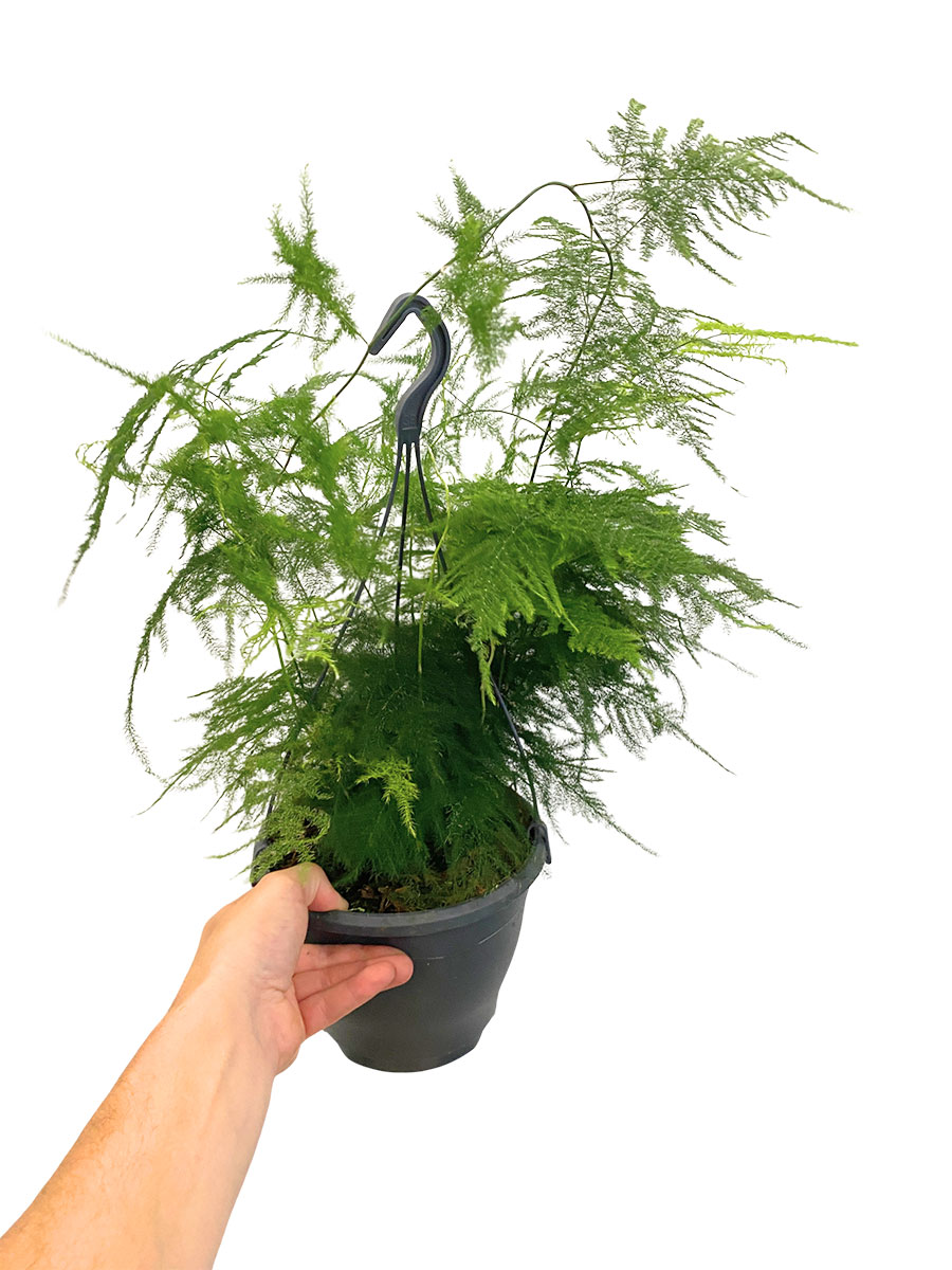 Hänger - Asparagus Plumosus