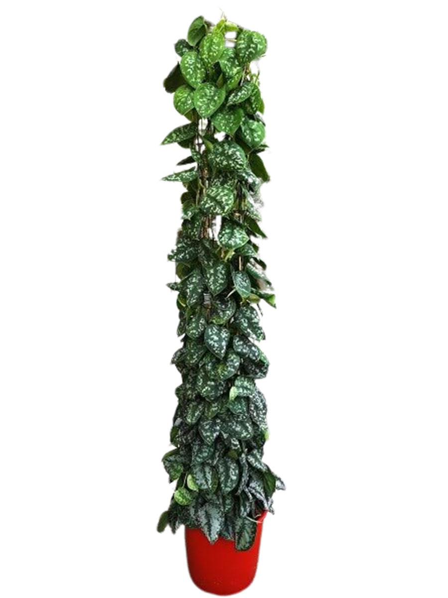 Scindapsus pictus Säule 