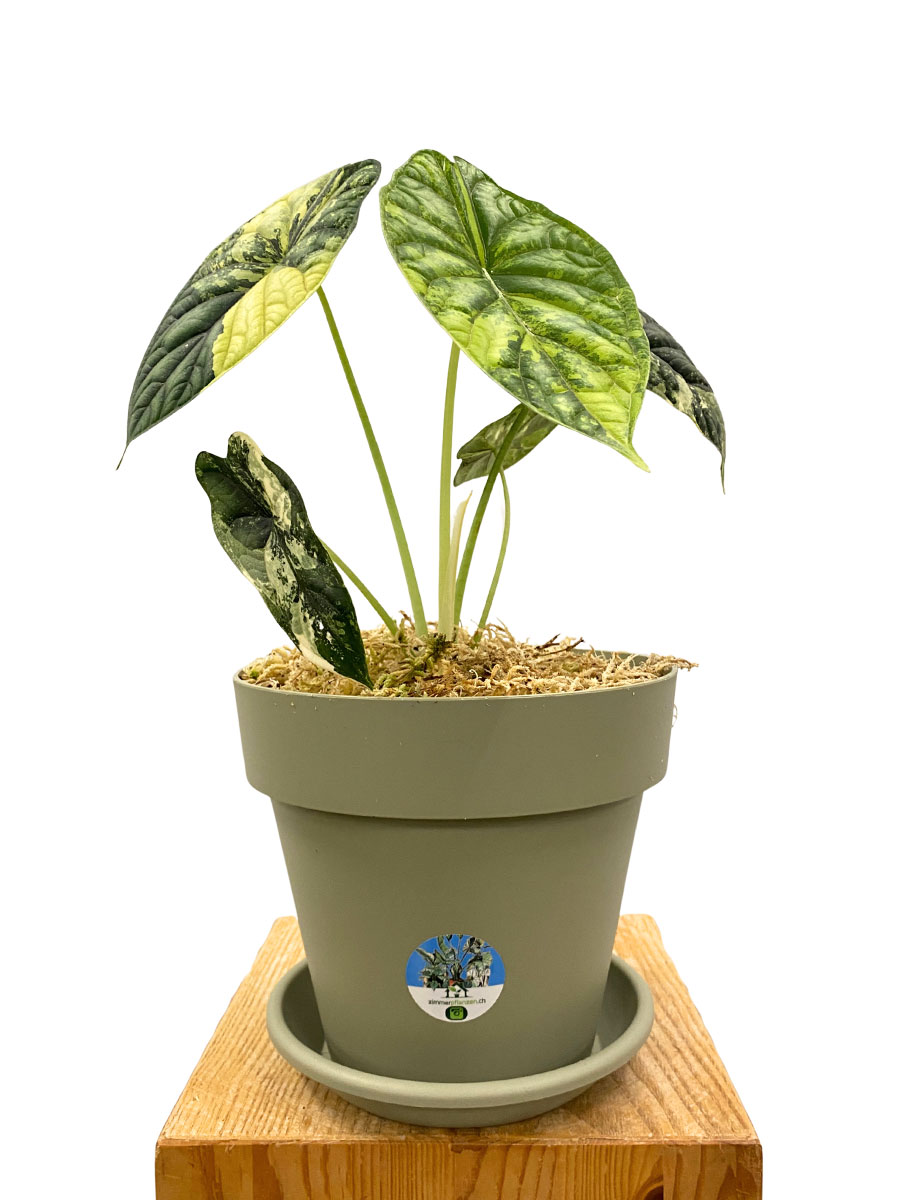 Alocasia Dragon Scale Variegata