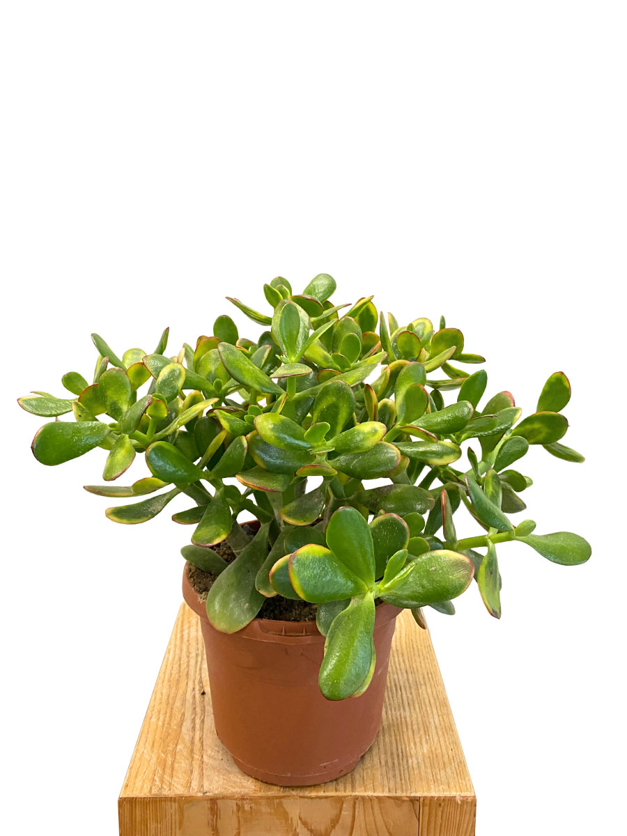 Geldbaum Crassula Ovata Sunset