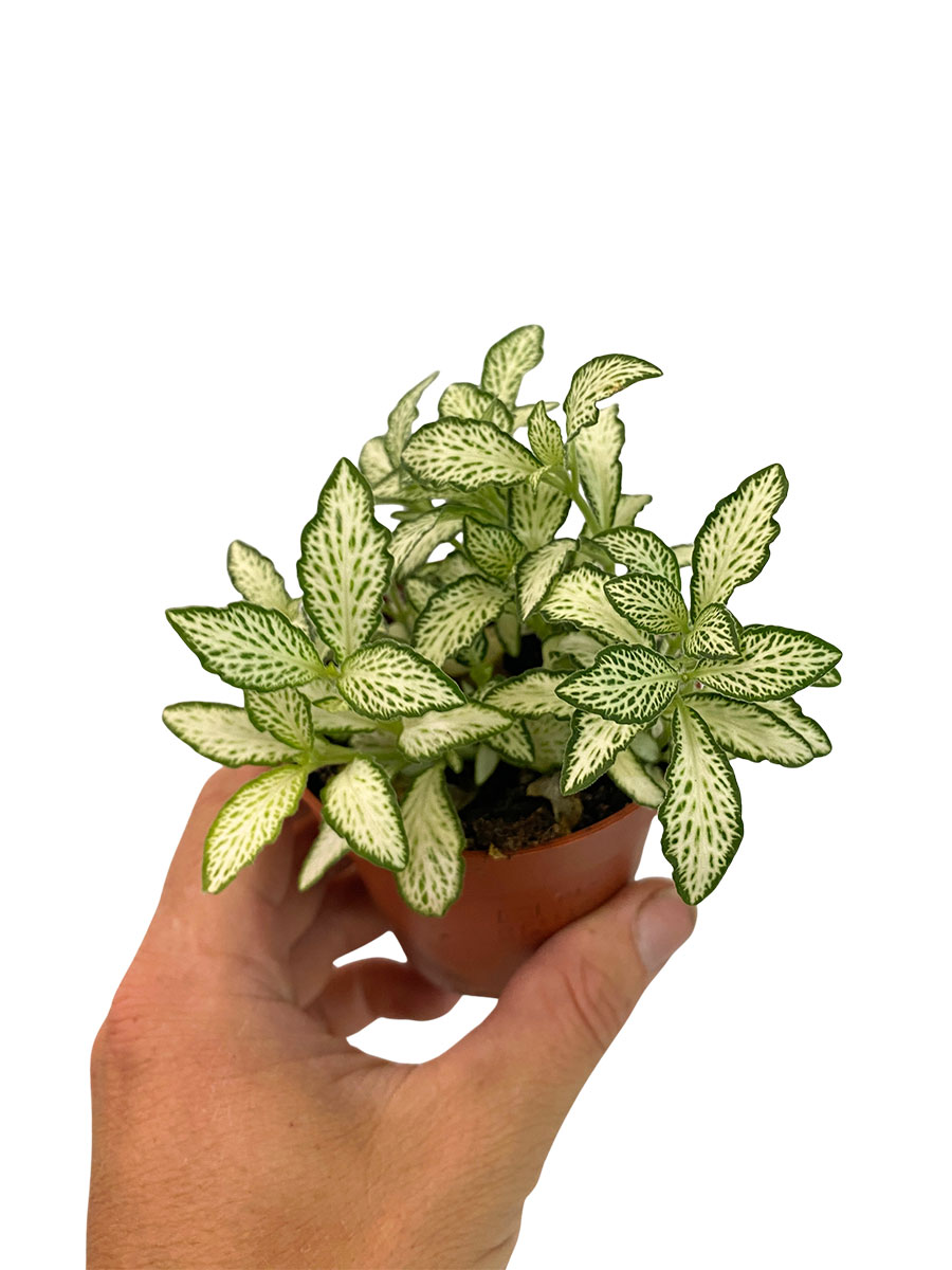 Fittonia White Forest Flame