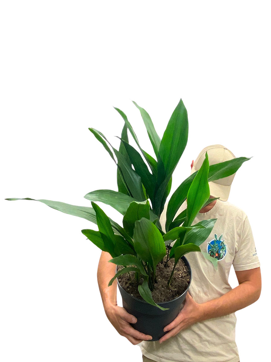 Schusterpalme Aspidistra elatior Tuff