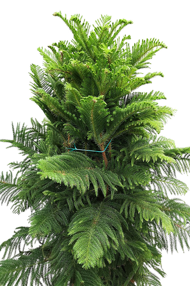 Zimmertanne Araucaria heterophylla - Schwer