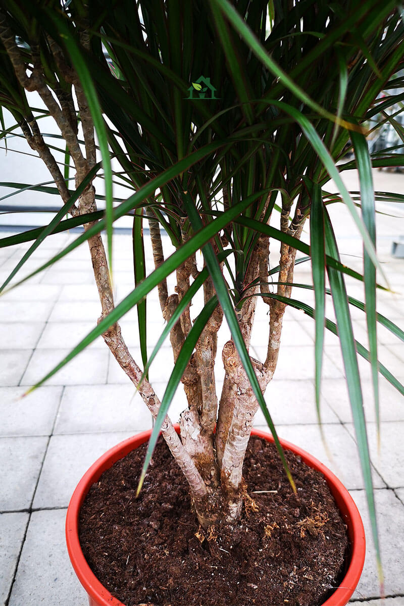 Drachenbaum Dracaena marginata verzweigt 120cm