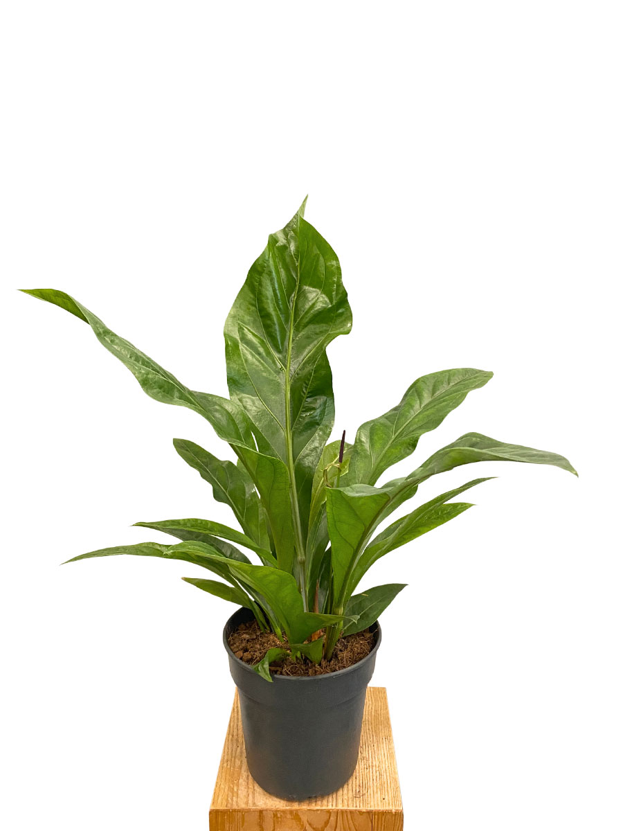Anthurium Ellipticum