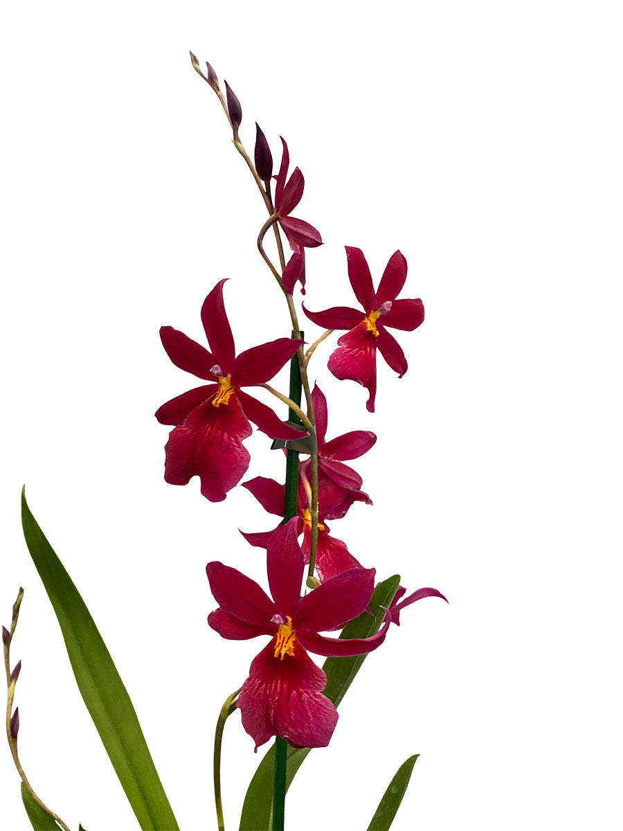 Orchidee Nelly Isler Red Velvet im Keramiktopf