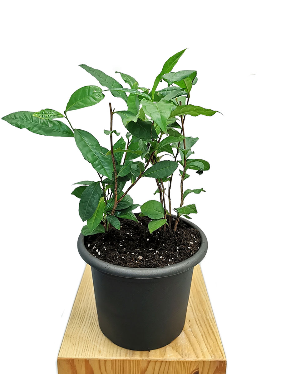 Teepflanze Camellia sinensis 40-50cm