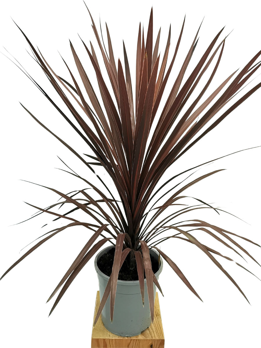 Cordyline australis Red Star L