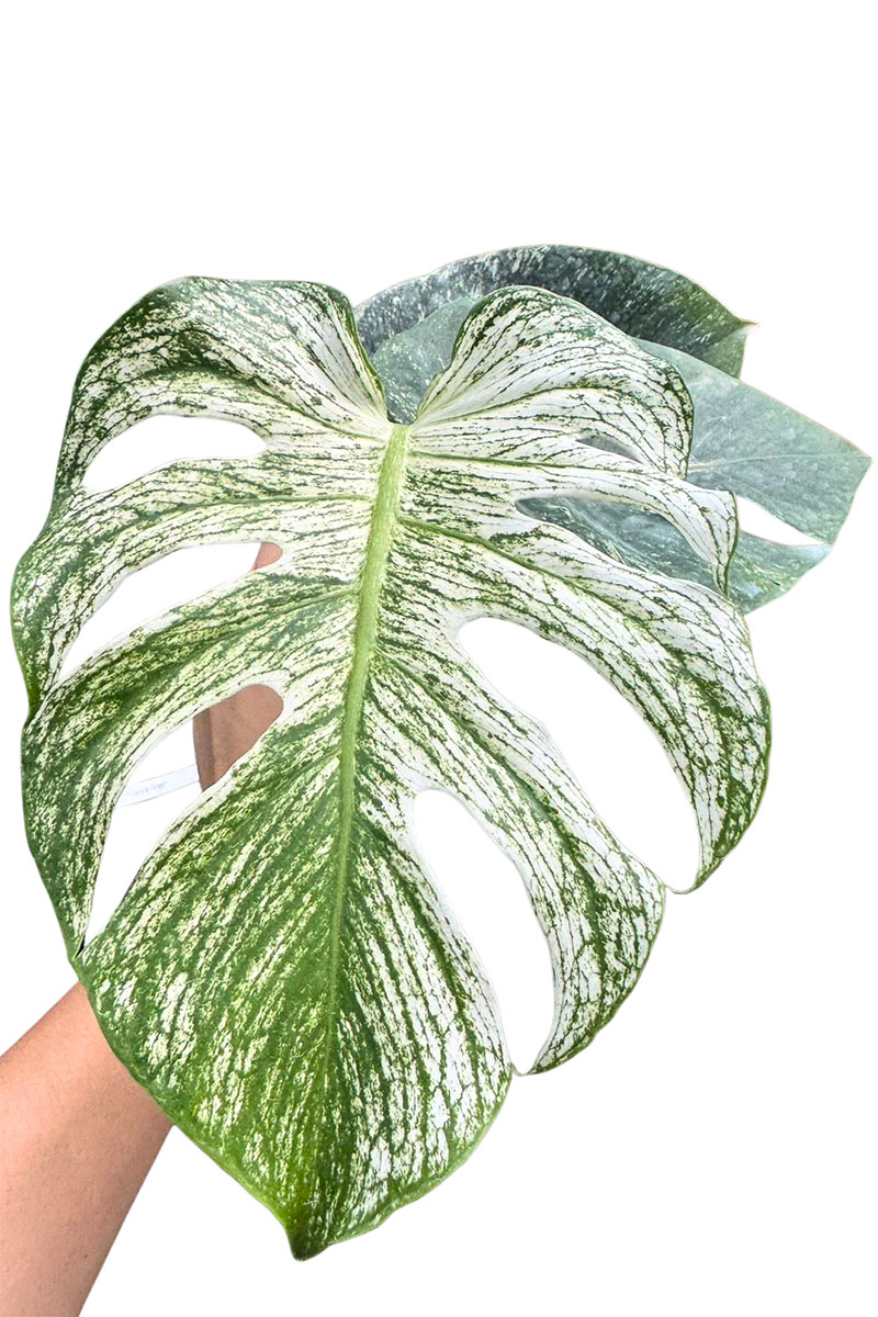 Monstera Devil Monster