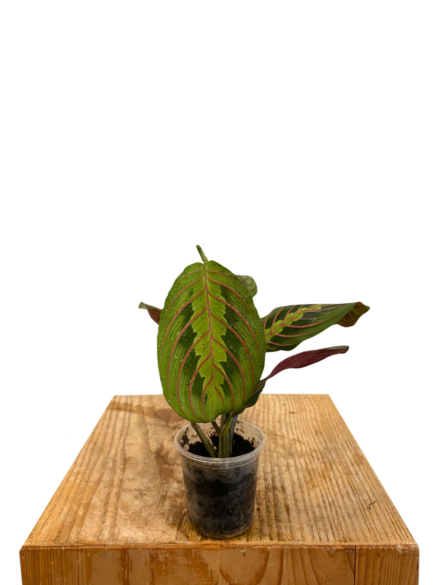 Baby Maranta Leuconeura Tricolor