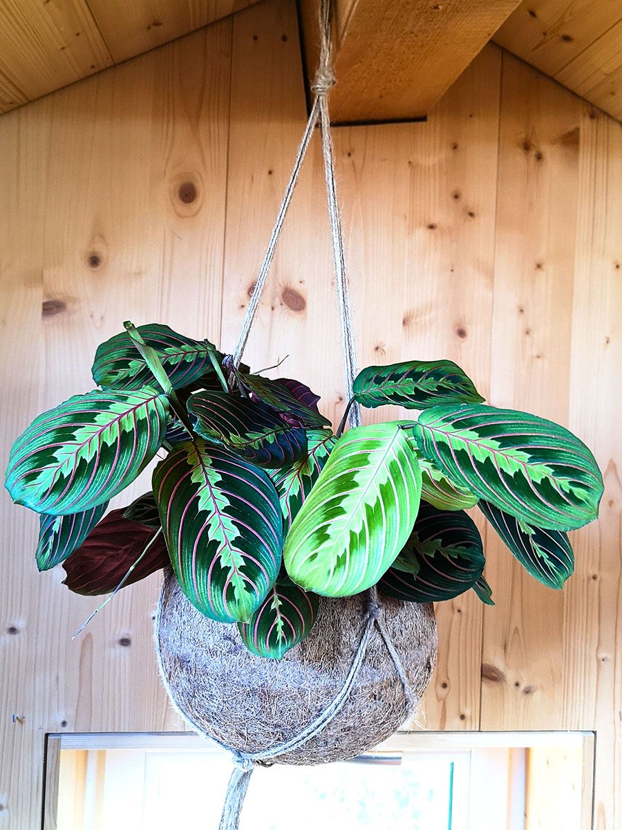 Kokoshänger - Maranta leuconeura tricolor