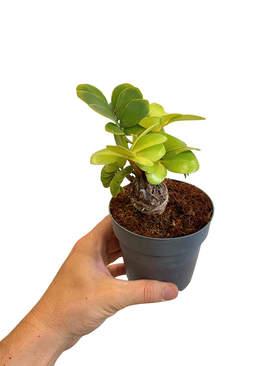 Zamia Furfuracea - Ø12 cm