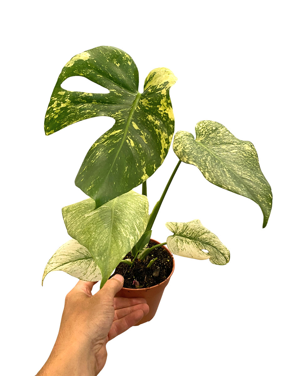 Monstera Deliciosa Mint Variegata