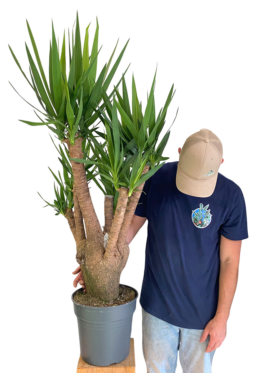 Yucca Elephantipes Branched
