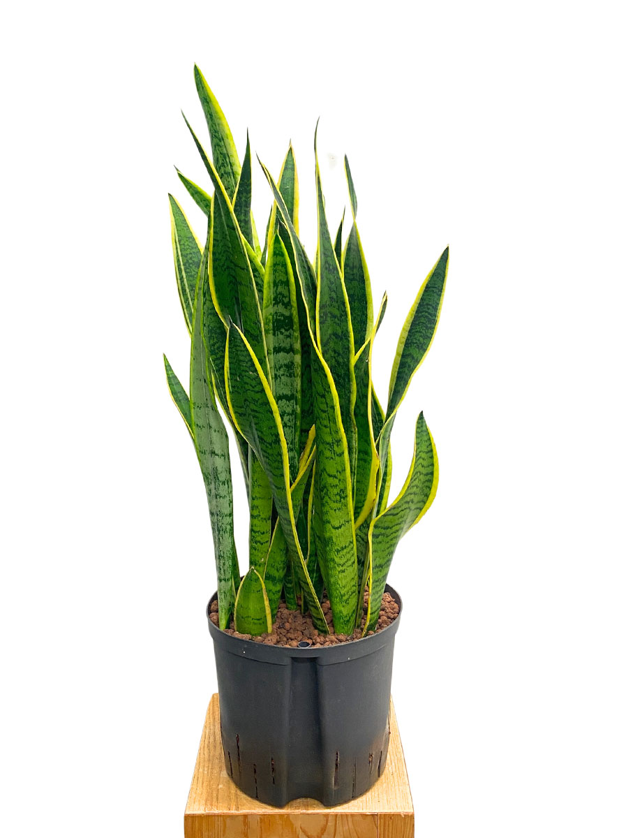 Hydro - Bogenhanf Sansevieria Laurentii