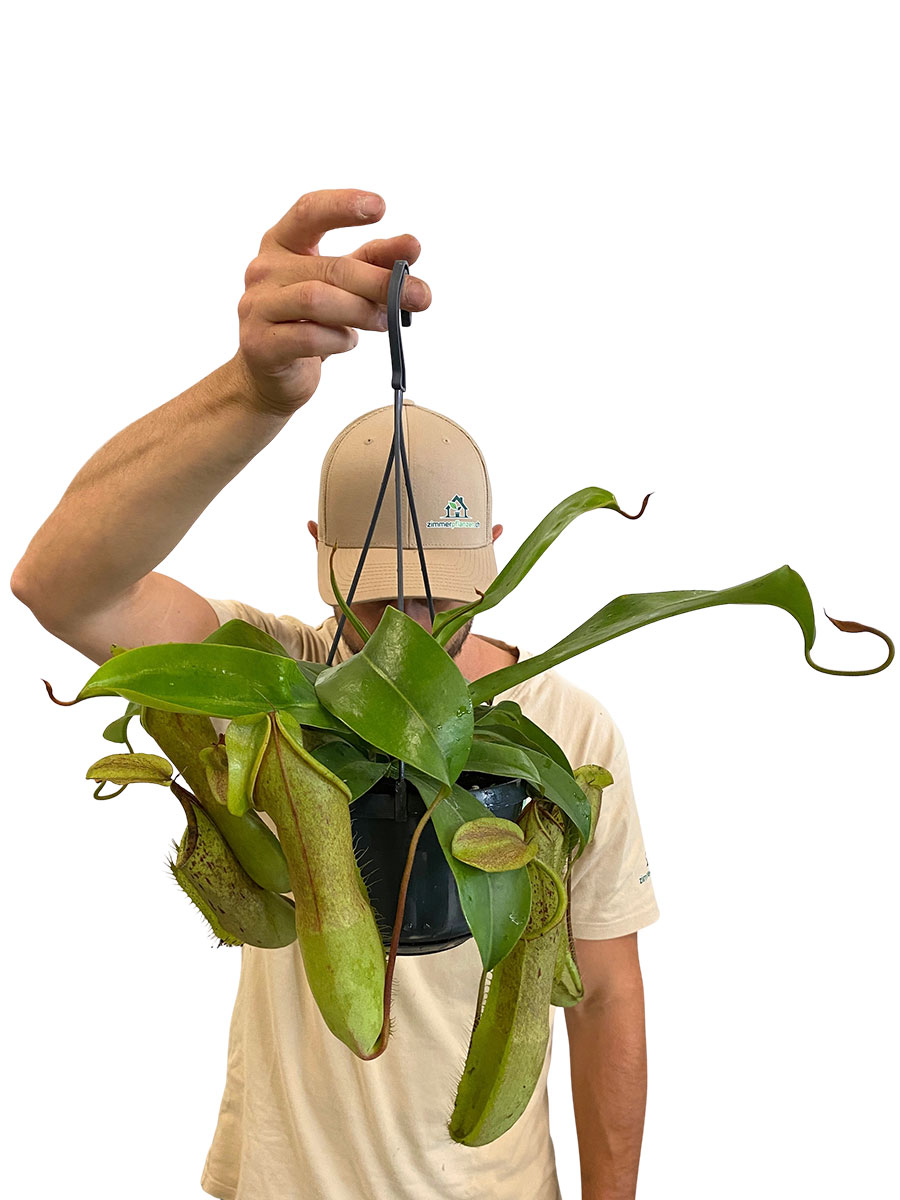 Hänger - Kannenpflanze Nepenthes Louisa
