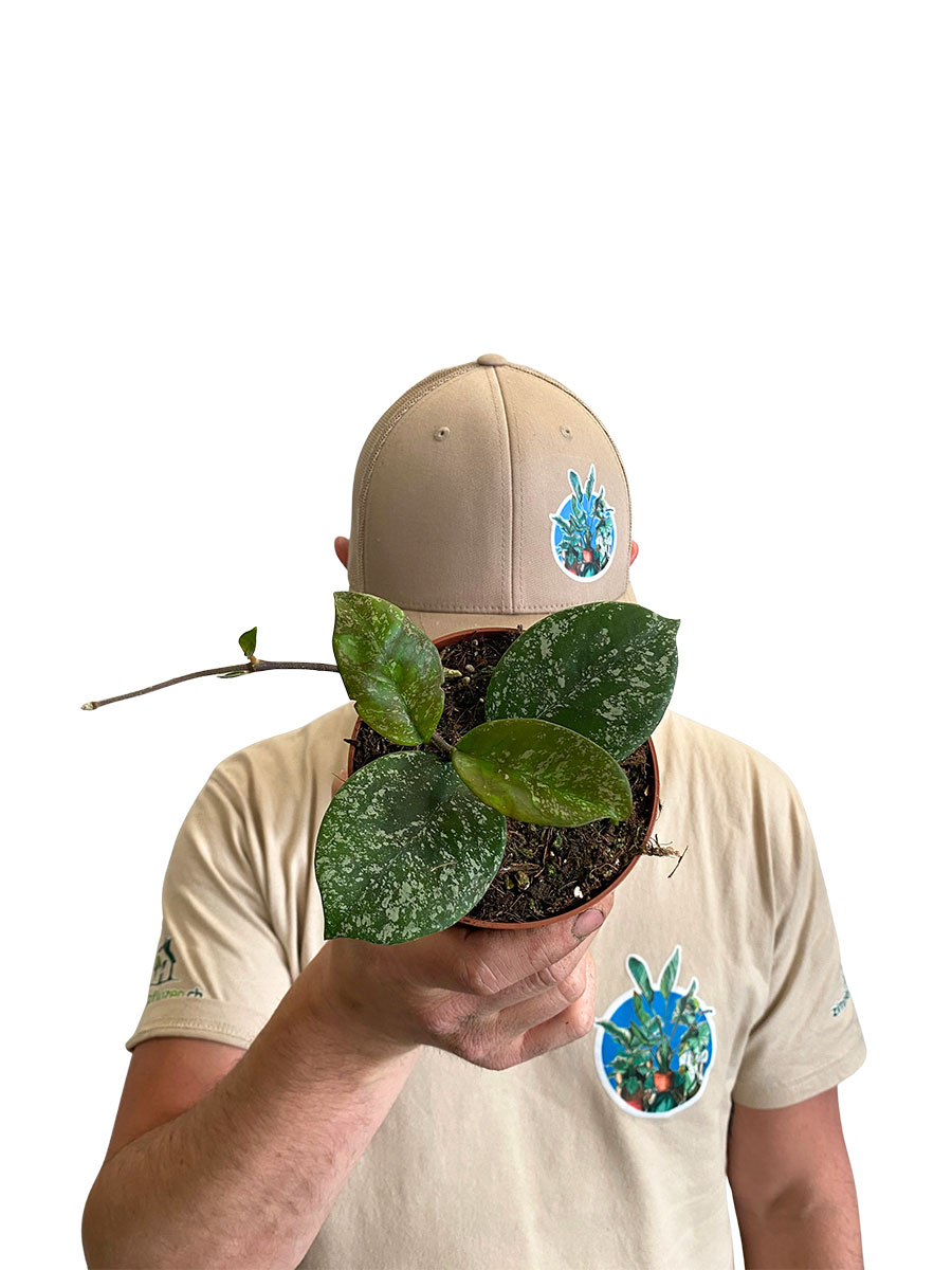 Hoya Parasitica Splash