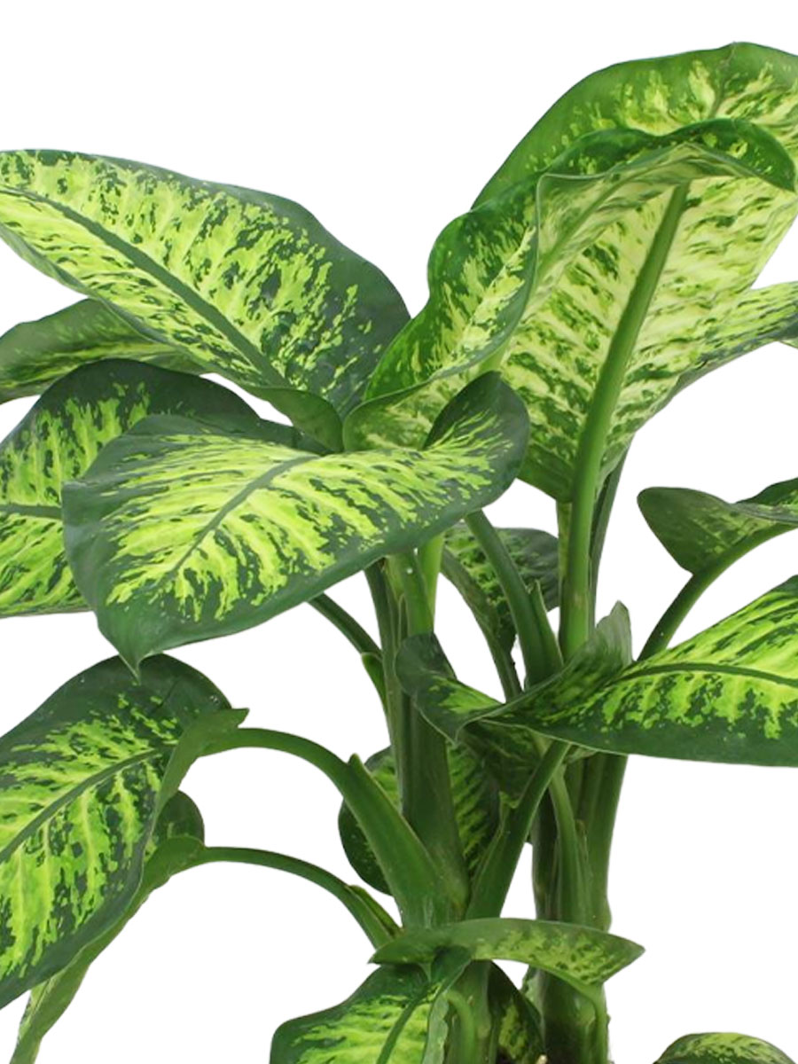 Dieffenbachia Lemon Tropic