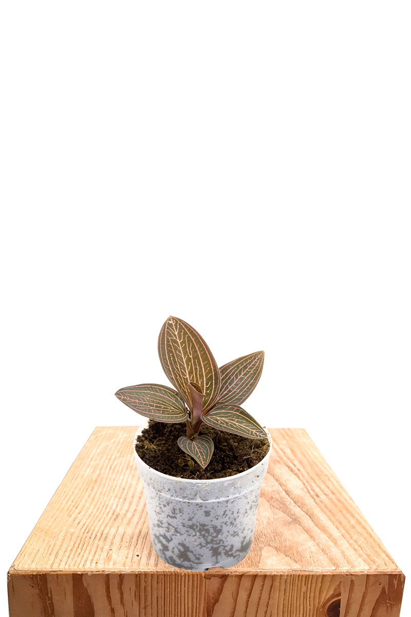 Juwelorchidee Ludisia Ruby