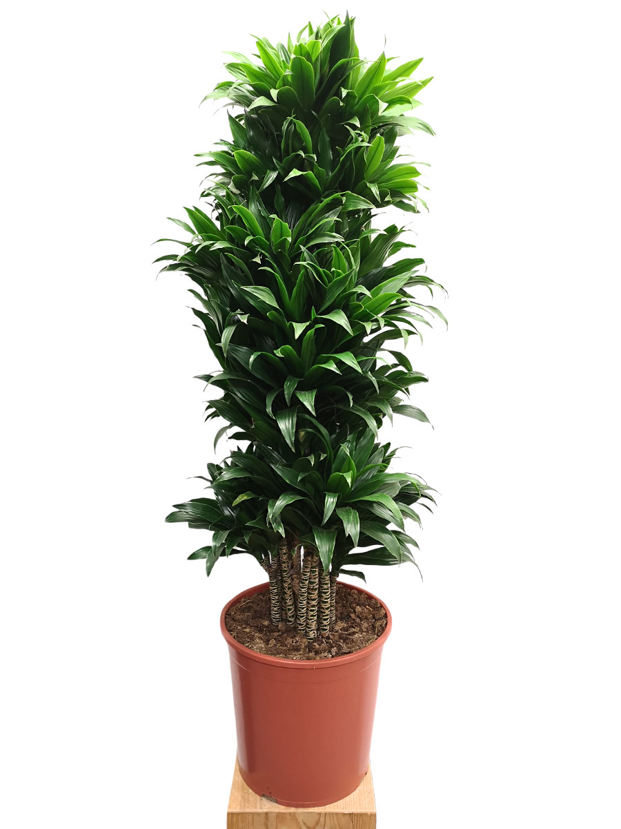 Dracaena Compacta