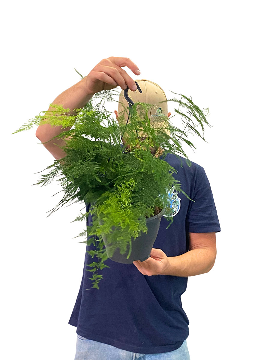 Hänger - Asparagus Plumosus
