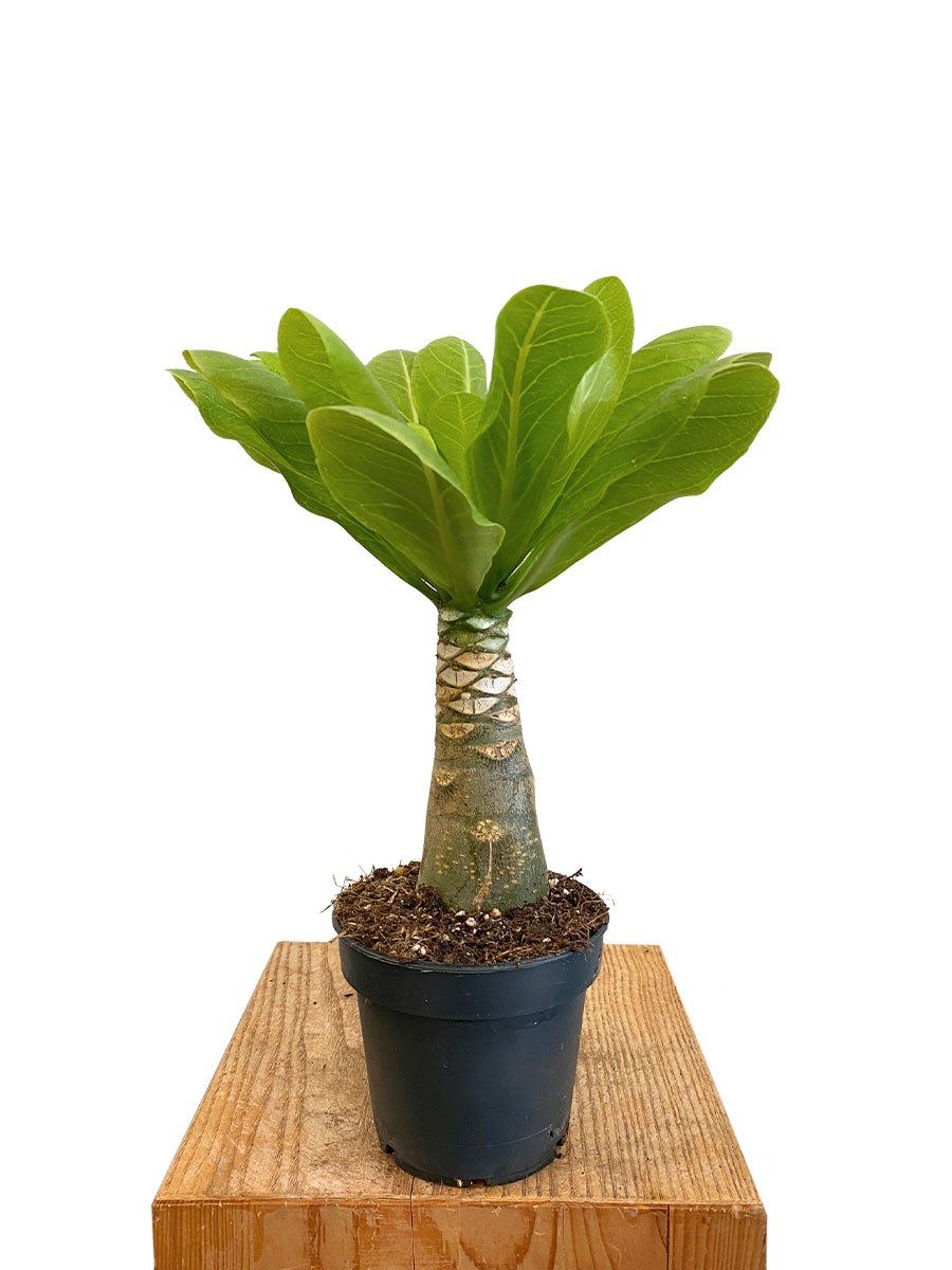Hawaii-Palme Brighamia Insignis