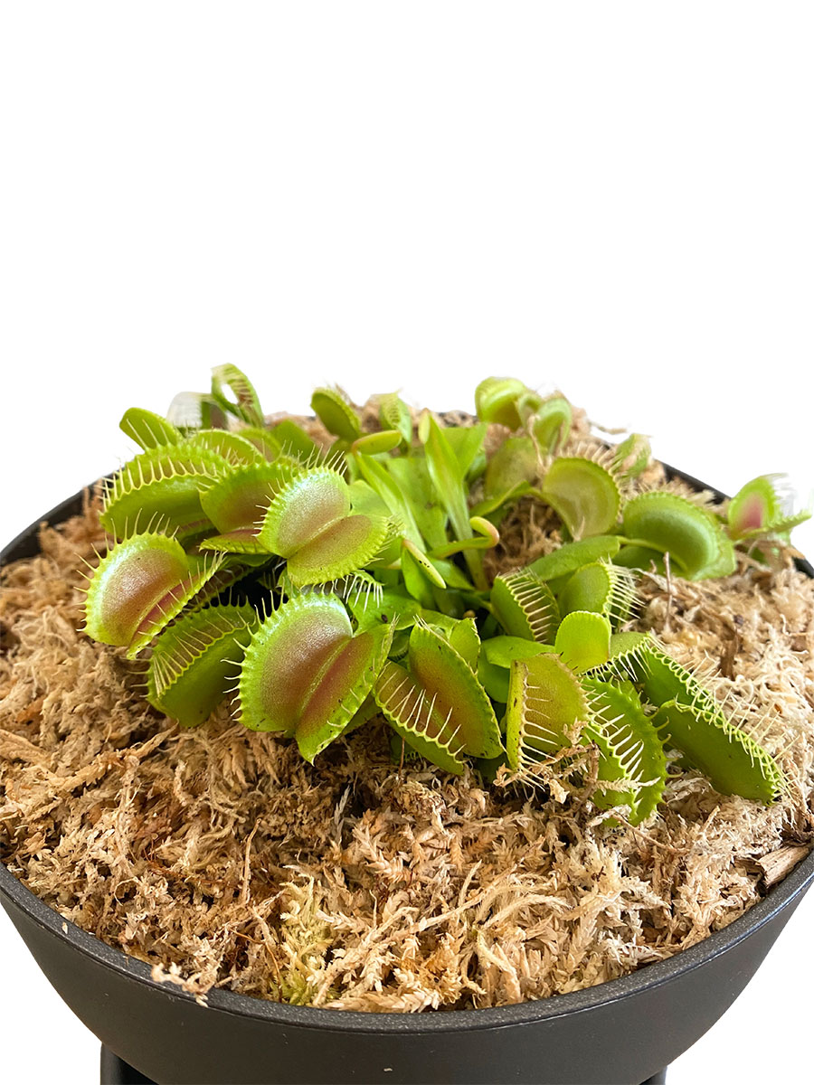 Venusfliegenfalle Dionaea Muscipula - Gross Venusfliegenfalle Dionaea Muscipula - Gross