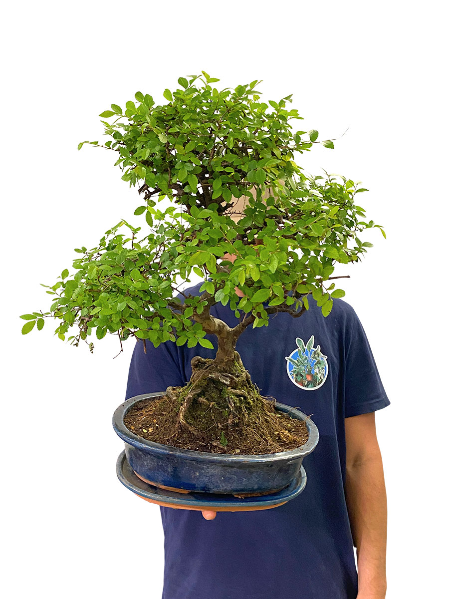Bonsai Zelkova Serrata