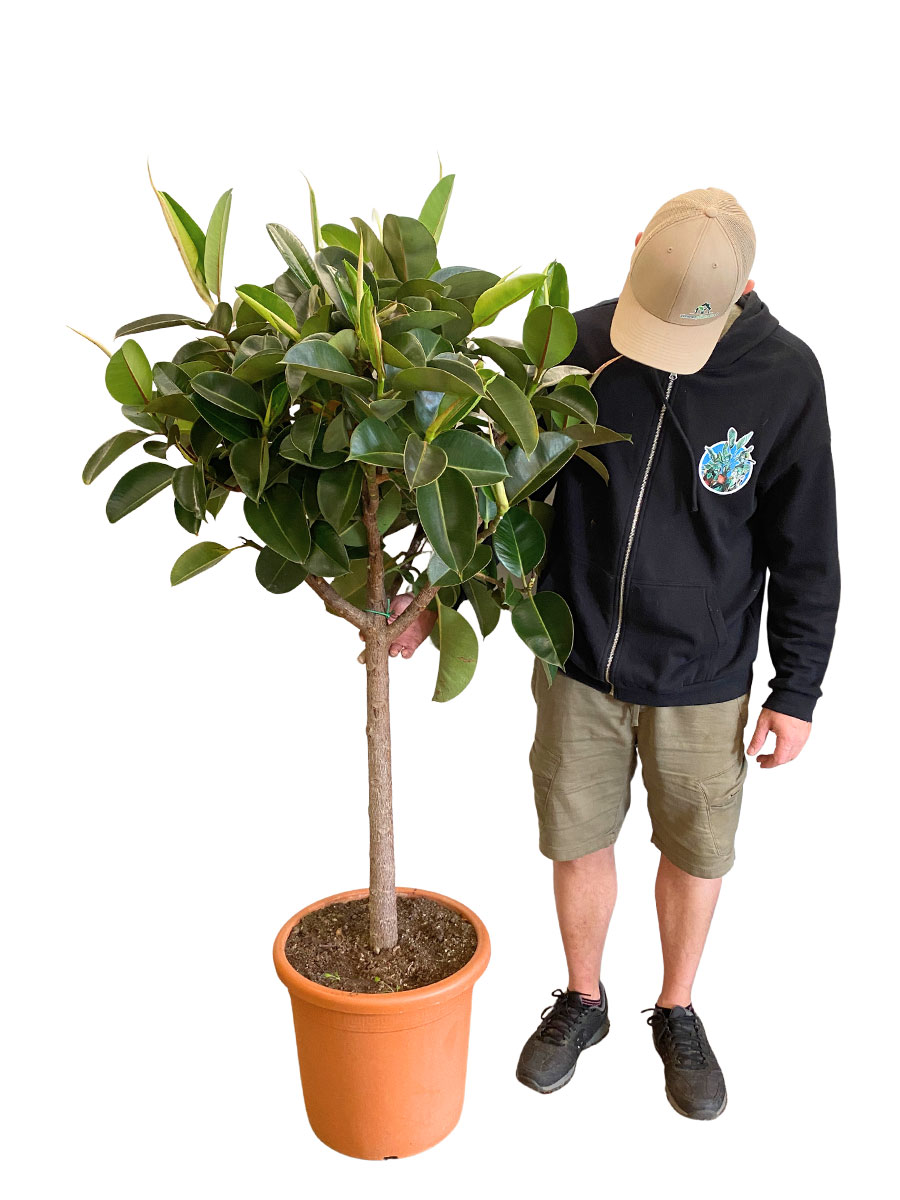 Ficus Elastica Robusta Stamm - Gross