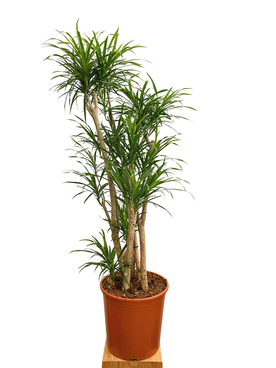 Dracaena Anita Verzweigt