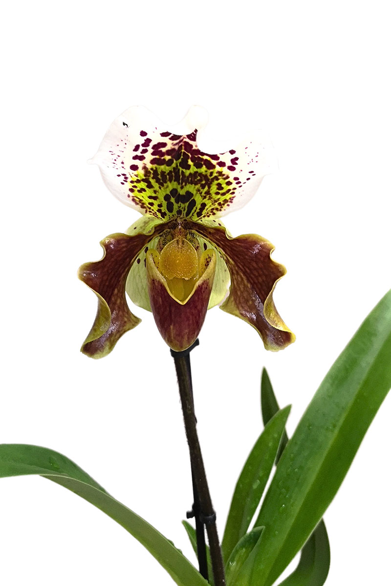 Frauenschuhorchidee Paphiopedilum USA