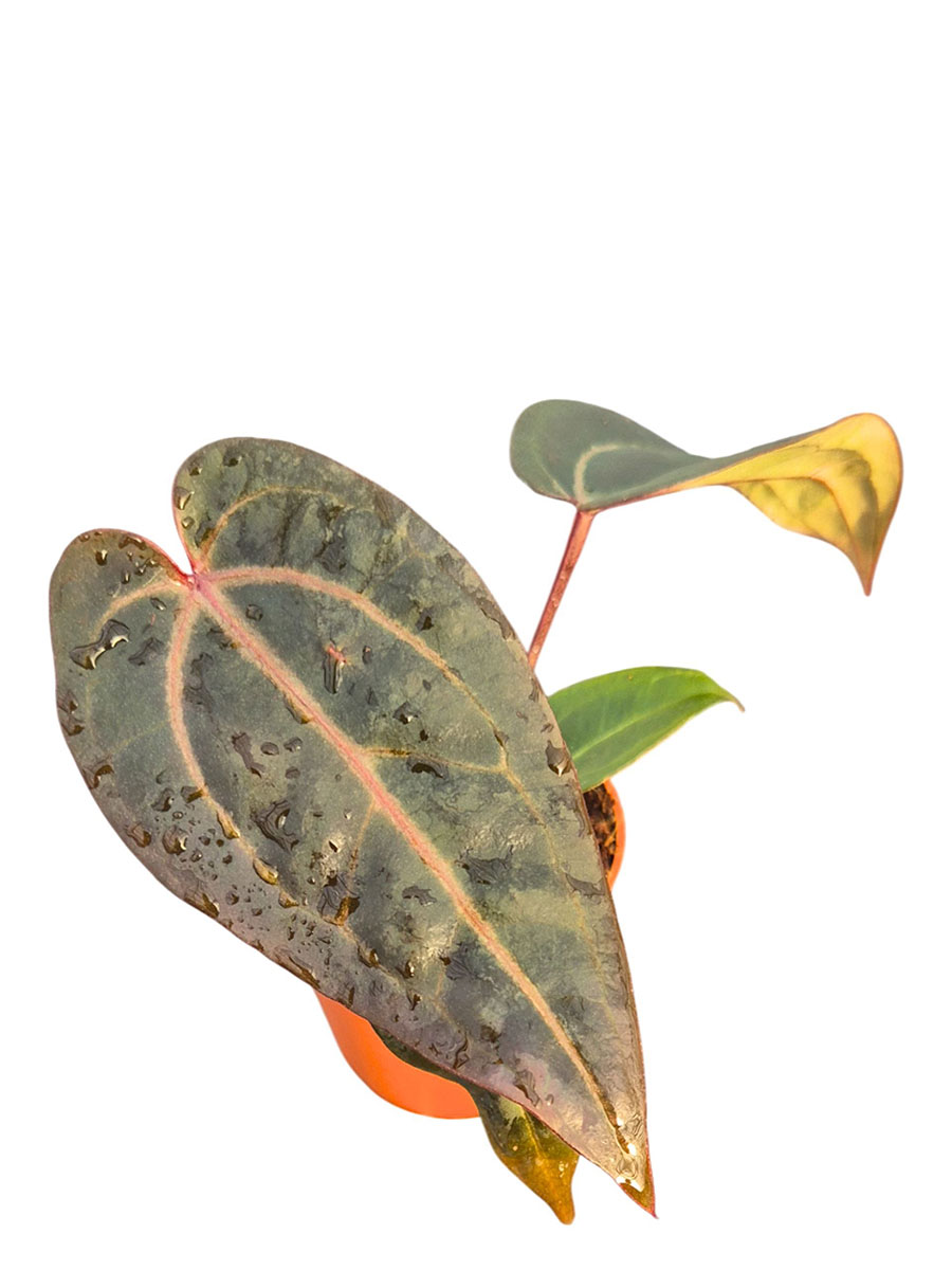 Anthurium DocBlock® Red Velvet Cake®