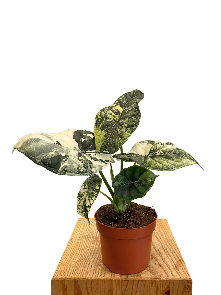 Alocasia Dragon Scale Variegata