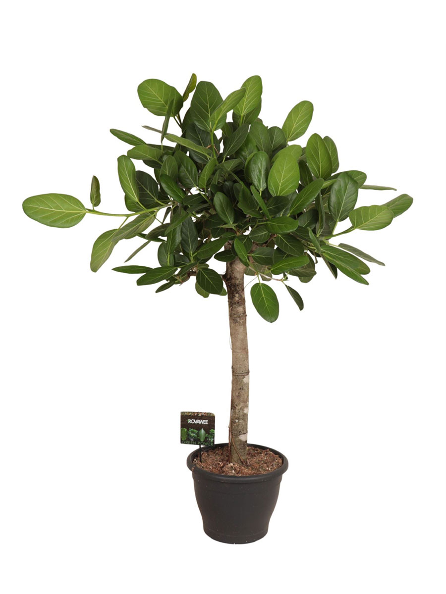 Ficus Benghalensis Audrey Stamm - Ø34 cm