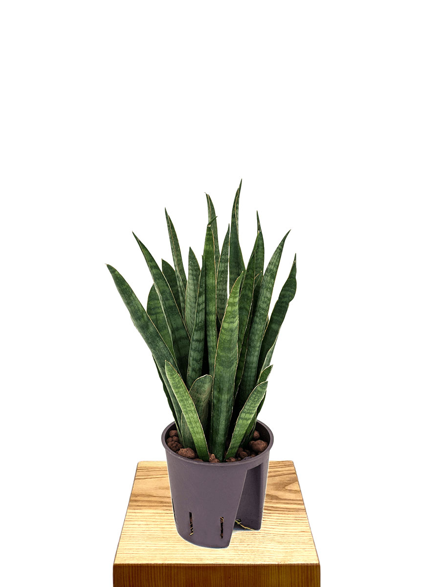 Hydro - Bogenhanf Sansevieria Kirkii