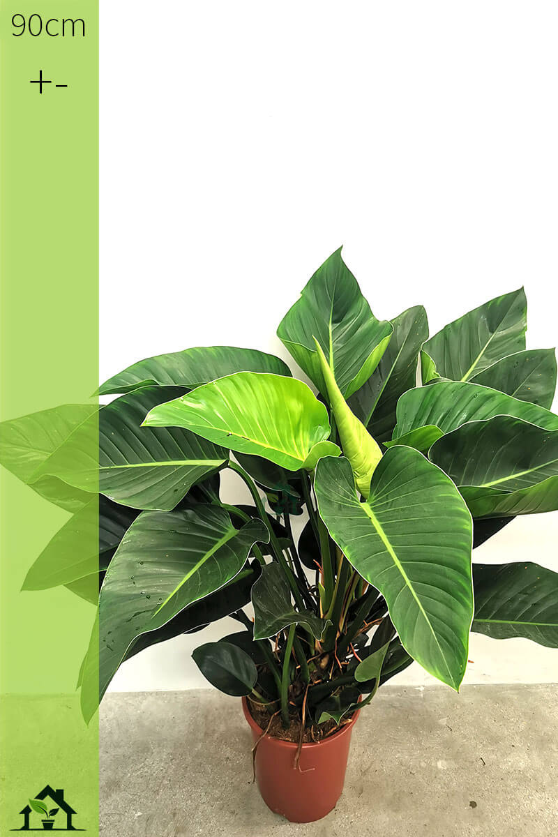 Philodendron Congo Green XL 90cm