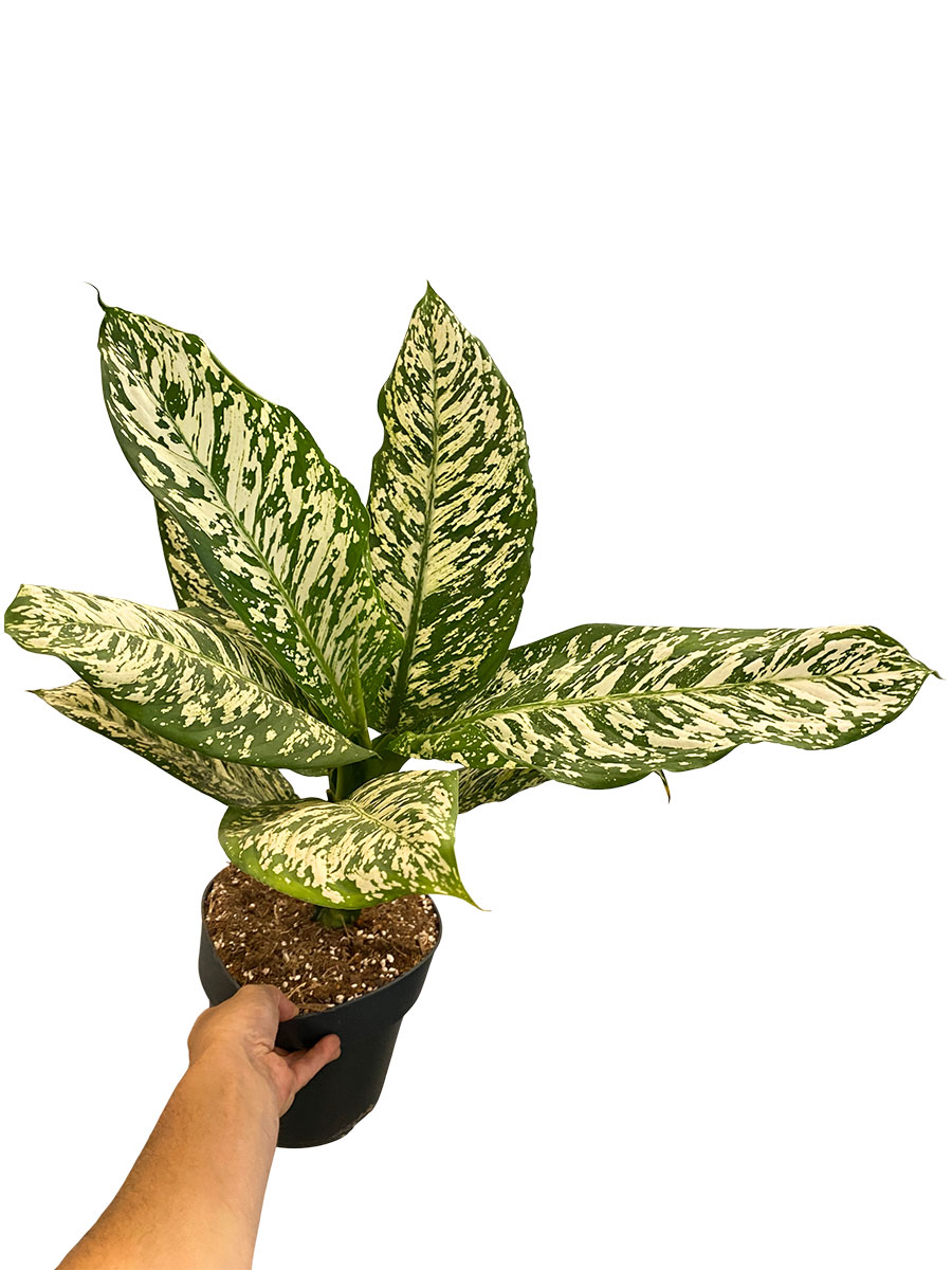 Dieffenbachia White Etna
