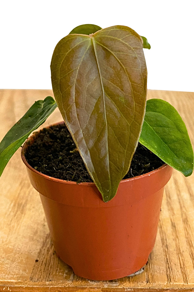 Baby Anthurium Queen of Heart