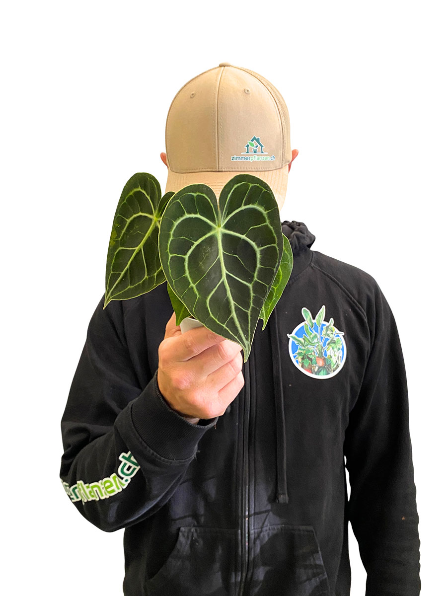 Baby Anthurium Clarinervium