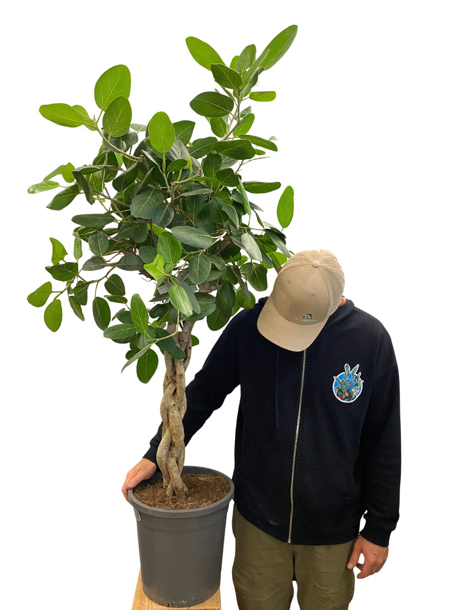 Ficus Benghalensis Audrey Geflochten Stamm