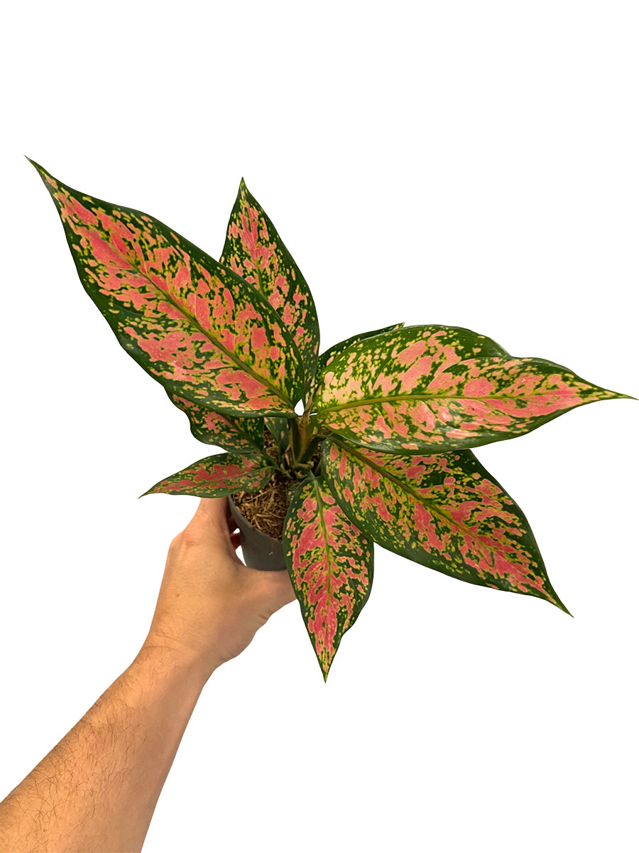 Aglaonema Strawberry