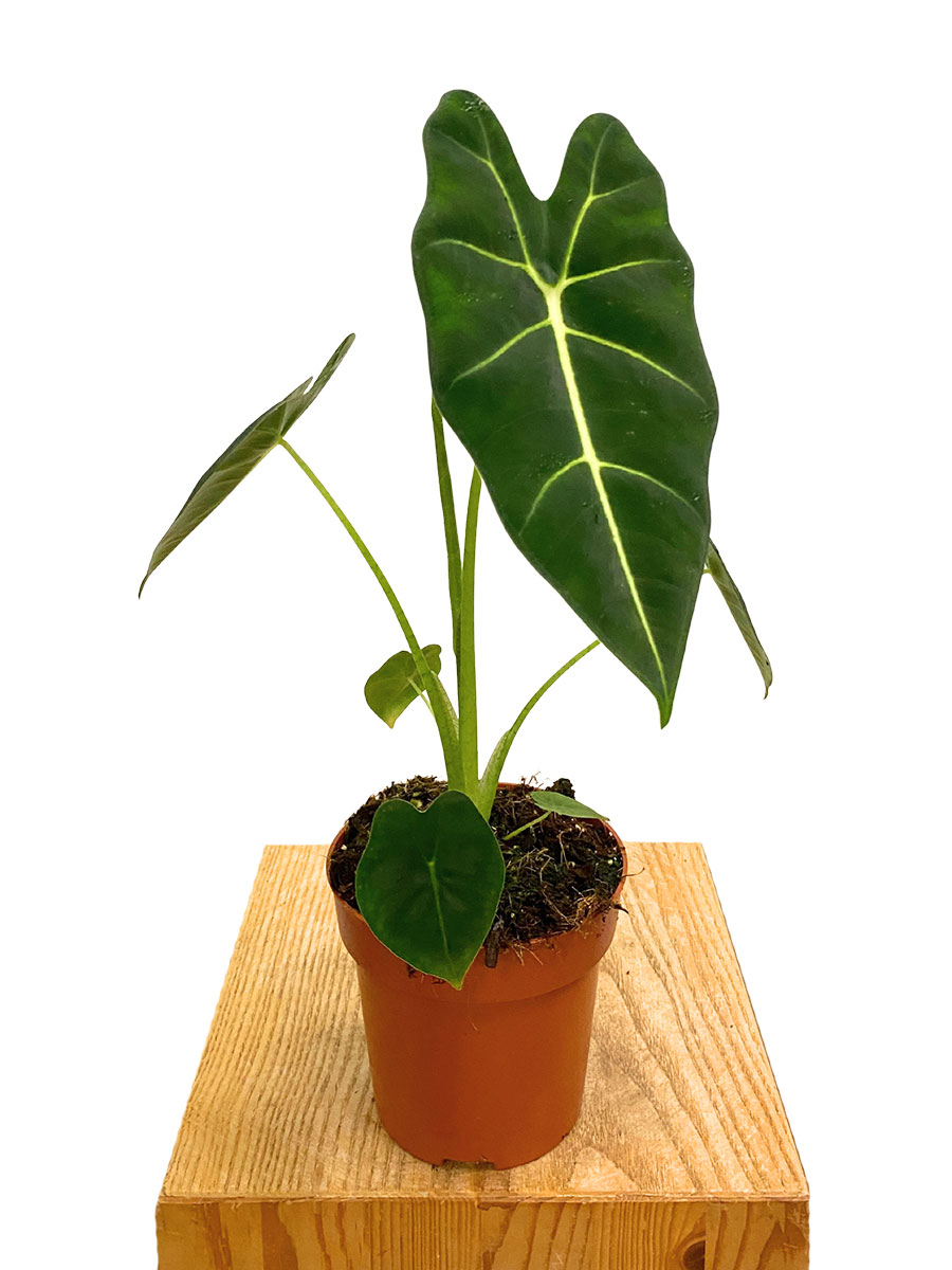 Alocasia Frydek Alocasia Frydek