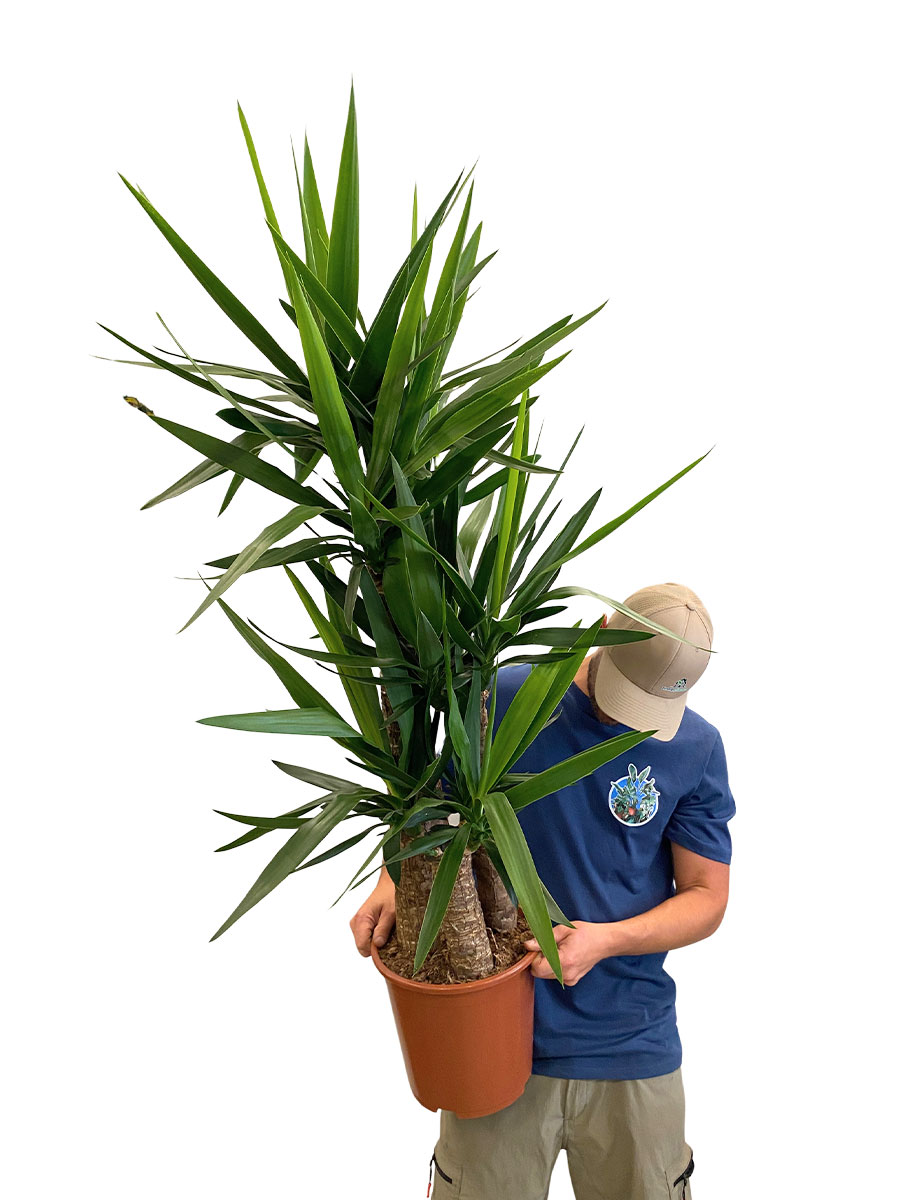 Palmlilie Yucca elephantipes Tuff