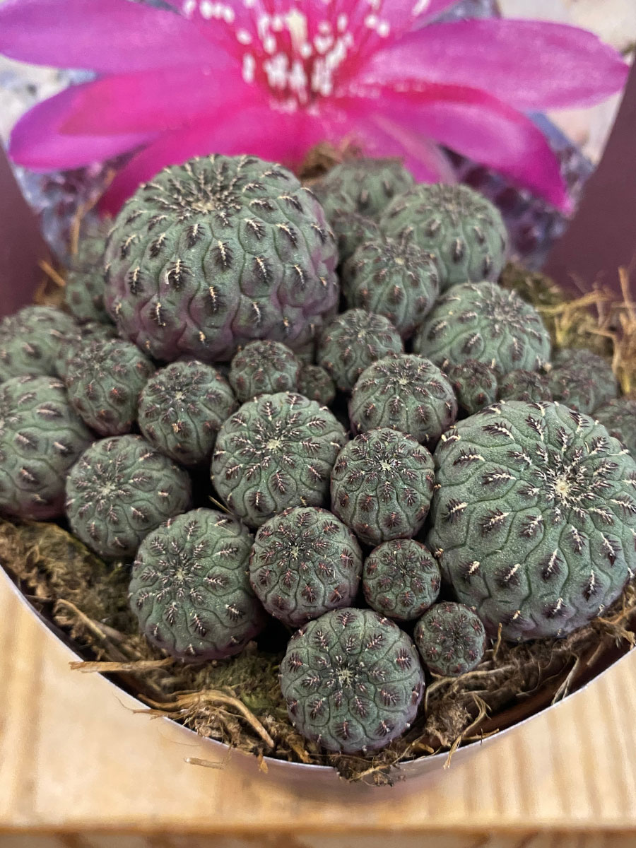 Sulcorebutia Rauschii Violacidermis