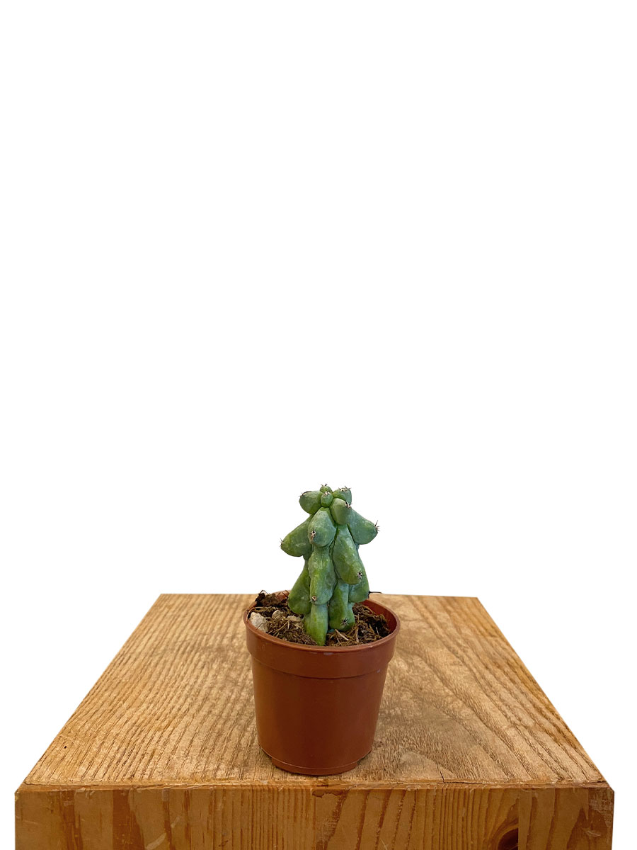 Baby Myrtillocactus Geometrizans Boobie