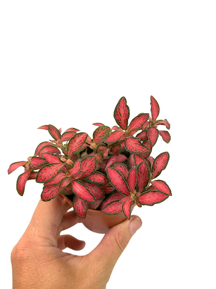 Fittonia Forest Flame