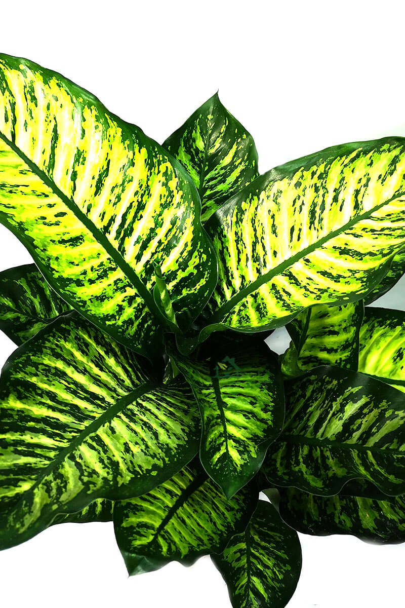 Dieffenbachia Seguine Marobe 80cm