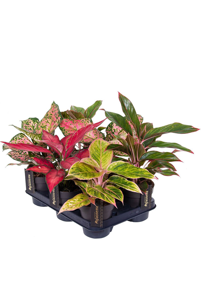 Aglaonema Colour Mix - 6 Stück