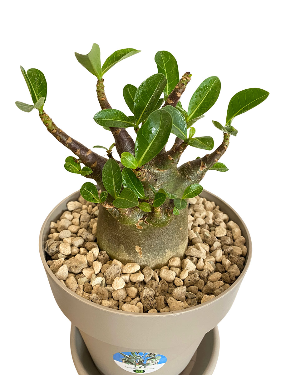 Wüstenrose Adenium Arabicum Baobab